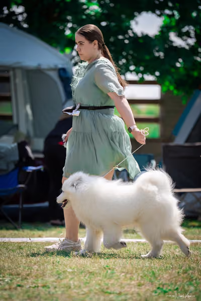 Samojed Klub SK – 9. května 2026