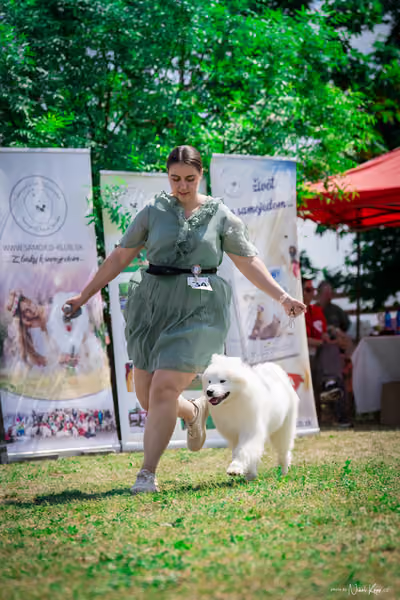 Samojed Klub SK – 9. května 2026
