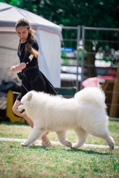 Samojed Klub SK – 9. května 2026