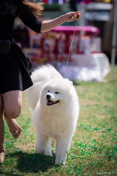 Samojed Klub SK – 9. května 2026
