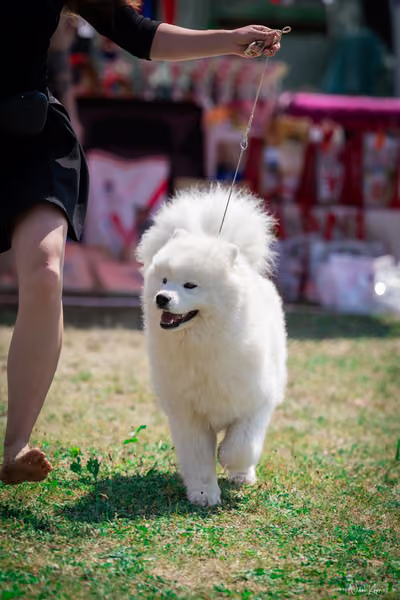 Samojed Klub SK – 9. května 2026