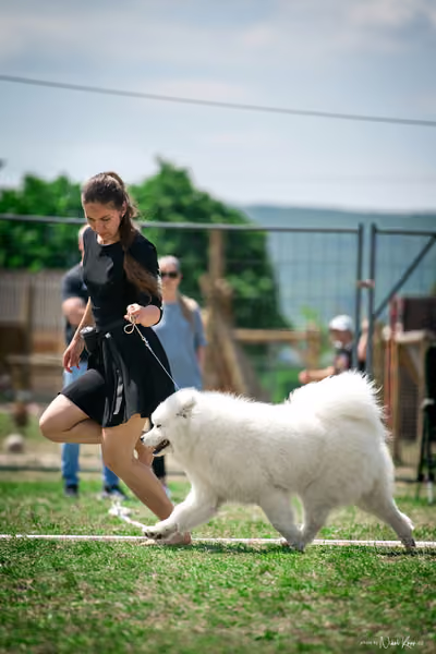 Samojed Klub SK – 9. května 2026