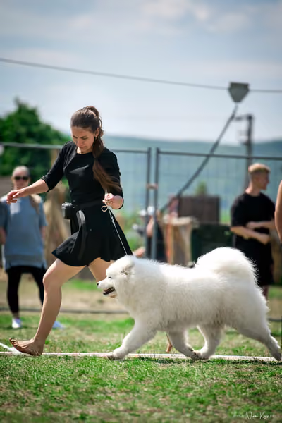 Samojed Klub SK – 9. května 2026