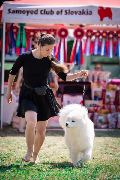 Samojed Klub SK – 9. května 2026