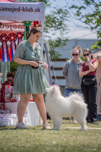 Samojed Klub SK – 9. května 2026