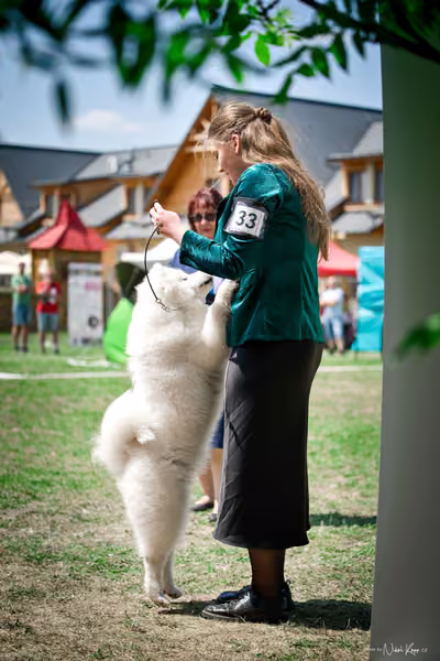 Samojed Klub SK – 9. května 2026