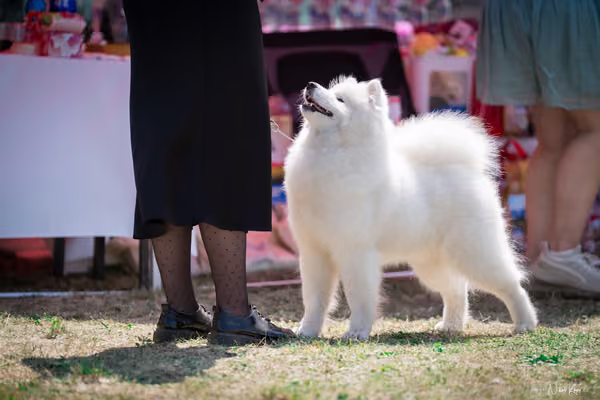 Samojed Klub SK – 9. května 2026