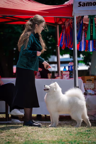 Samojed Klub SK – 9. května 2026