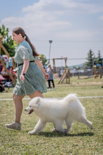 Samojed Klub SK – 9. května 2026