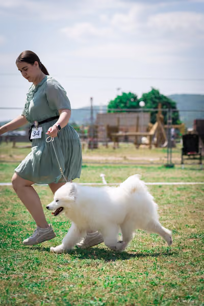 Samojed Klub SK – 9. května 2026