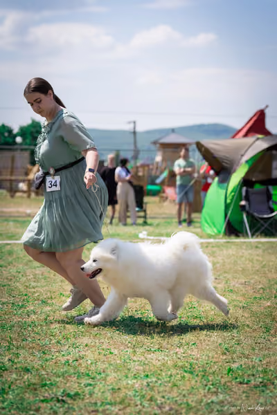 Samojed Klub SK – 9. května 2026