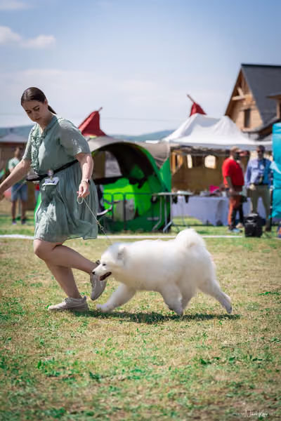 Samojed Klub SK – 9. května 2026
