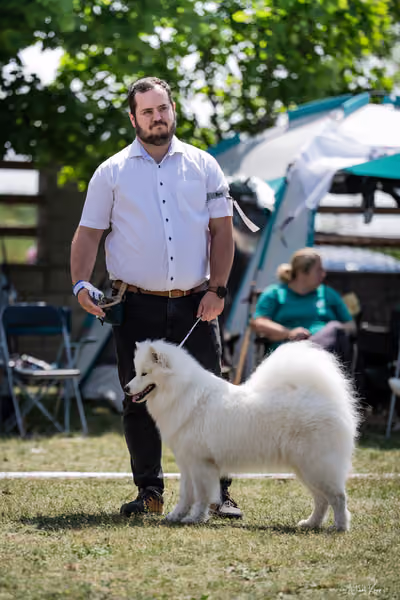Samojed Klub SK – 9. května 2026