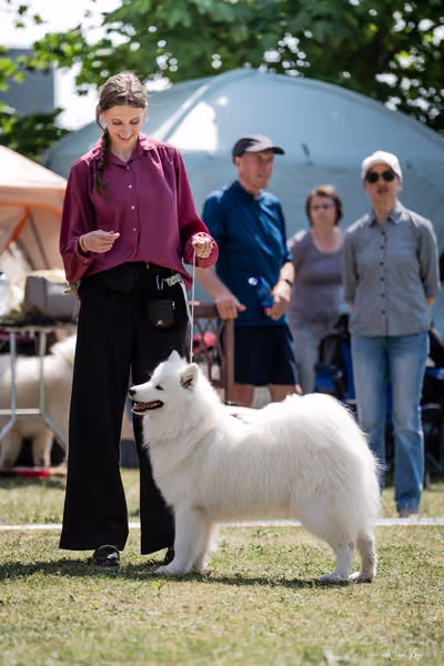 Samojed Klub SK – 9. května 2026