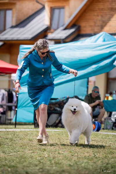 Samojed Klub SK – 9. května 2026
