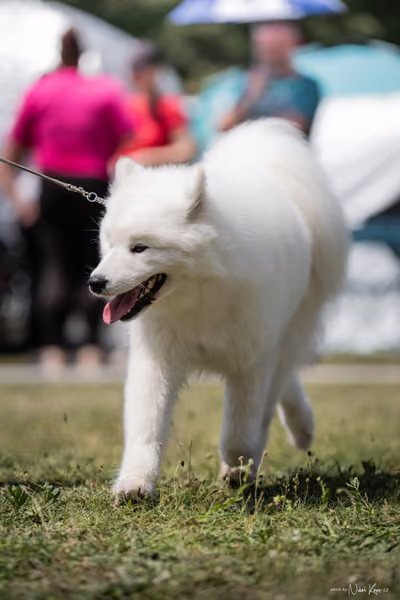Samojed Klub SK – 9. května 2026