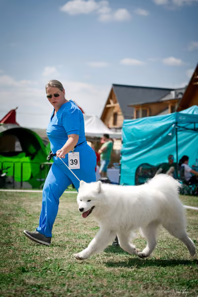 Samojed Klub SK – 9. května 2026