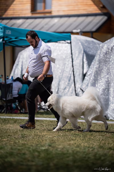 Samojed Klub SK – 9. května 2026