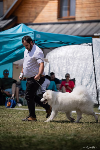 Samojed Klub SK – 9. května 2026