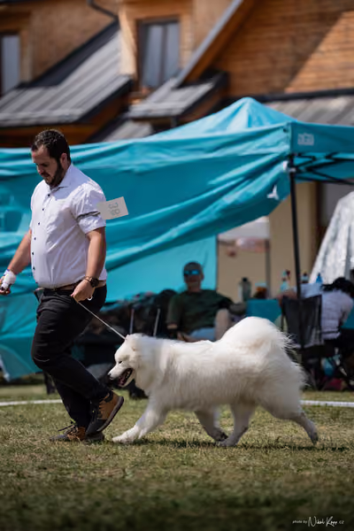 Samojed Klub SK – 9. května 2026