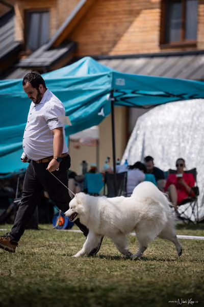 Samojed Klub SK – 9. května 2026