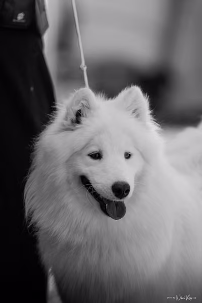 Samojed Klub SK – 9. května 2026