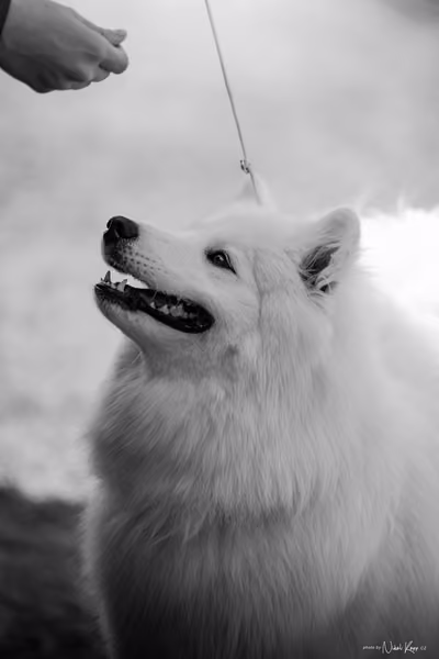 Samojed Klub SK – 9. května 2026
