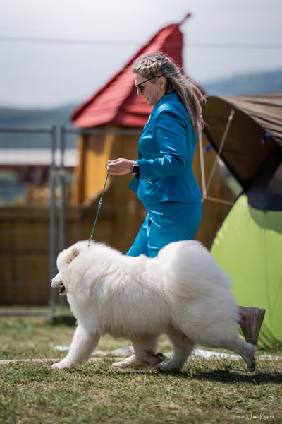 Samojed Klub SK – 9. května 2026