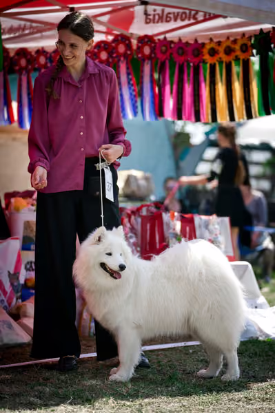 Samojed Klub SK – 9. května 2026