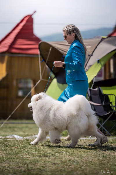 Samojed Klub SK – 9. května 2026