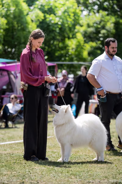 Samojed Klub SK – 9. května 2026