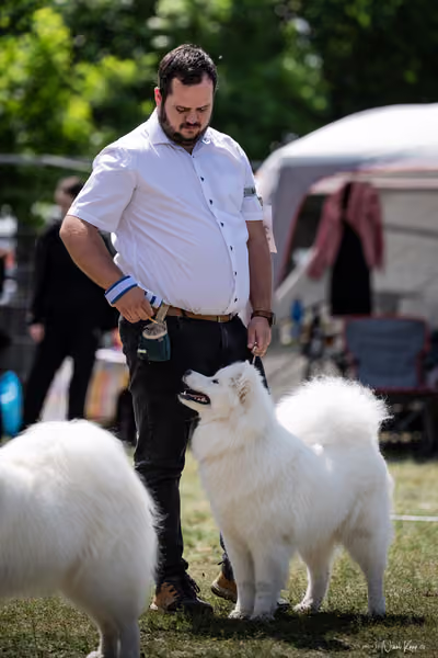 Samojed Klub SK – 9. května 2026