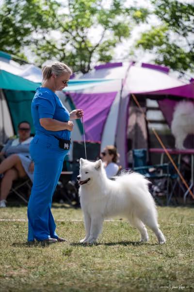 Samojed Klub SK – 9. května 2026