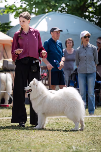 Samojed Klub SK – 9. května 2026