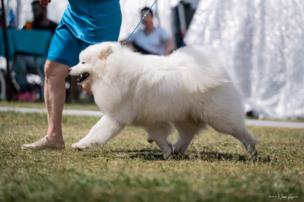 Samojed Klub SK – 9. května 2026