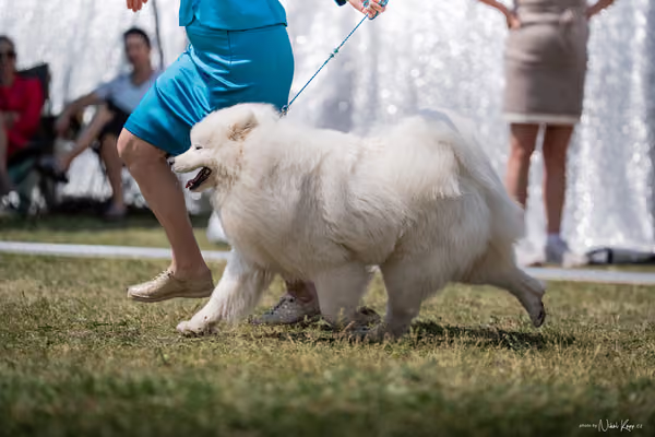 Samojed Klub SK – 9. května 2026