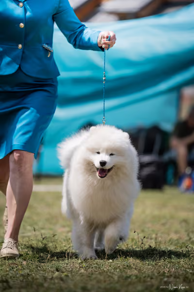 Samojed Klub SK – 9. května 2026