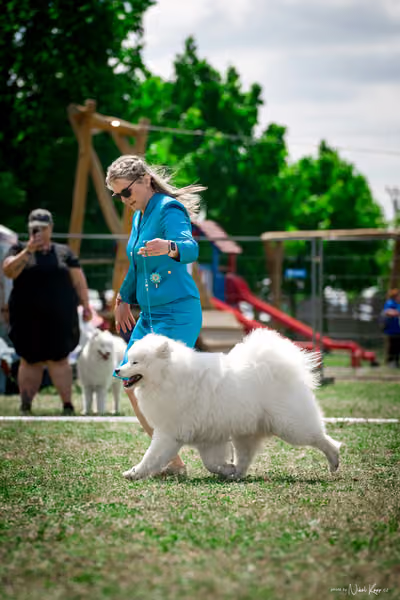 Samojed Klub SK – 9. května 2026