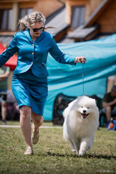 Samojed Klub SK – 9. května 2026