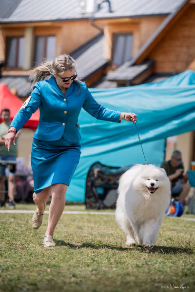 Samojed Klub SK – 9. května 2026