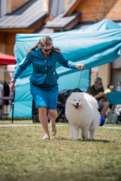 Samojed Klub SK – 9. května 2026