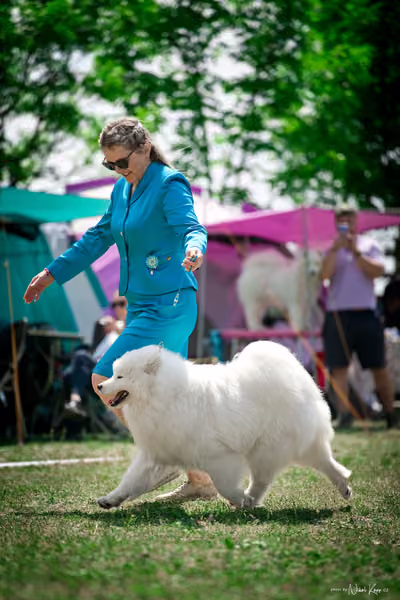 Samojed Klub SK – 9. května 2026