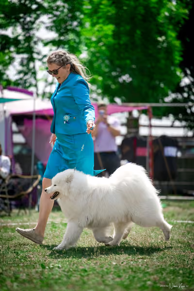 Samojed Klub SK – 9. května 2026