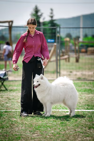 Samojed Klub SK – 9. května 2026