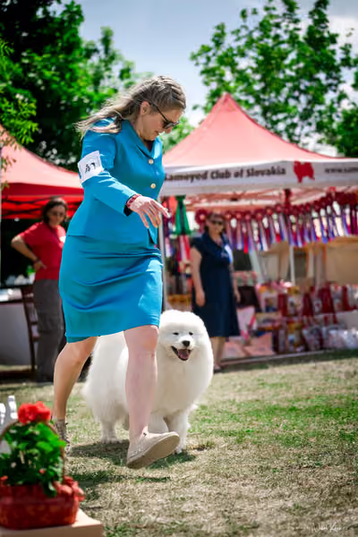 Samojed Klub SK – 9. května 2026