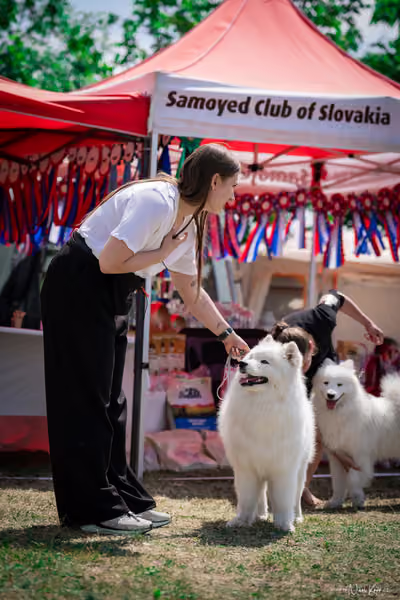 Samojed Klub SK – 9. května 2026