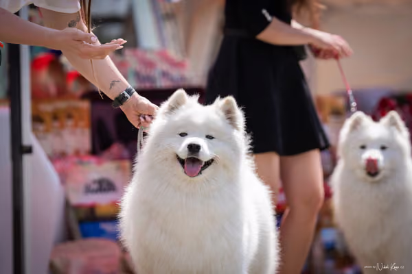 Samojed Klub SK – 9. května 2026