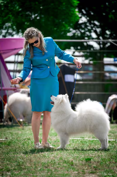 Samojed Klub SK – 9. května 2026