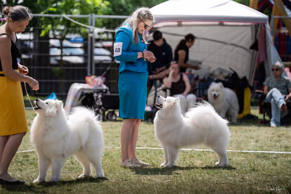 Samojed Klub SK – 9. května 2026