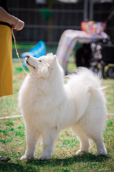 Samojed Klub SK – 9. května 2026